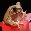 Пазл: Цветочная лягушка (Jigsaw: Flower Frog)