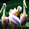 Пятнашки: Пеликаны (Yellow head pelicans slide puzzle)