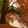 Пазл: Осенняя пора (Jigsaw: Autumn Pond Tree)