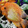 Пазл: Большая оранжевая рыбка (Big orange fish puzzle)