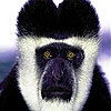 Пятнашки: Злая горилла (Angry gorilla slide puzzle)