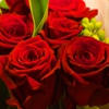 Пазл: Красные розы (Jigsaw: Red Love)