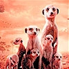 Пятнашки: Семейство суриков (Little shy meerkat family slide puzzle)