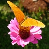 Пазл: Оранжевая бабочка (Jigsaw: Orange Butterfly)