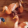 Пятнашки: Утки (Talking duck friends slide puzzle)