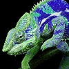 Пазл: Разноцветные ящерки (Colorful lizards puzzle)