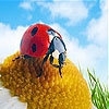 Пятнашки: Божья коровка (Gemma and ladybug slide puzzle)