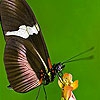 Пазл: Фантастическая бабочка (Fantastic butterfly puzzle)