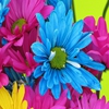 Пазл: Цветы (Jigsaw: Bright Flowers)