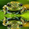Пятнашки: Лягушка (Spotted sea  frog slide puzzle)