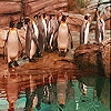 Пятнашки: Пингвины (Penguins in the zoo slide puzzle)