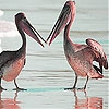 Пятнашки: Пеликаны (Pelicans at the beach slide puzzle)