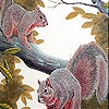 Пятнашки: Белки (Naughty squirrels on the tree slide puzzle)