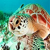 Пазл: Черепахи красного моря (Red sea turtle puzzle)